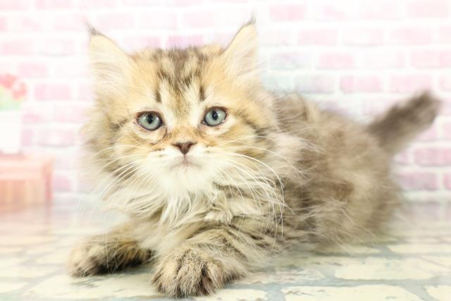 神奈川県のミヌエット (Coo&RIKU藤沢店/2026年1月19日生まれ/男の子/ブラウンタビー)の子猫の2枚目の画像