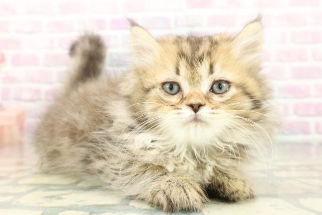 神奈川県のミヌエット (Coo&RIKU藤沢店/2026年1月19日生まれ/男の子/ブラウンタビー)の子猫の3枚目の画像