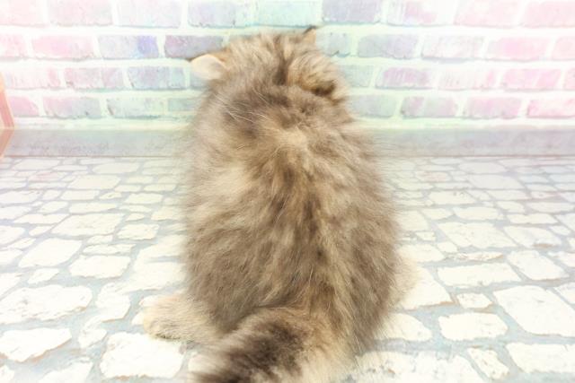 神奈川県のミヌエット (Coo&RIKU藤沢店/2026年1月19日生まれ/男の子/ブラウンタビー)の子猫の4枚目の画像