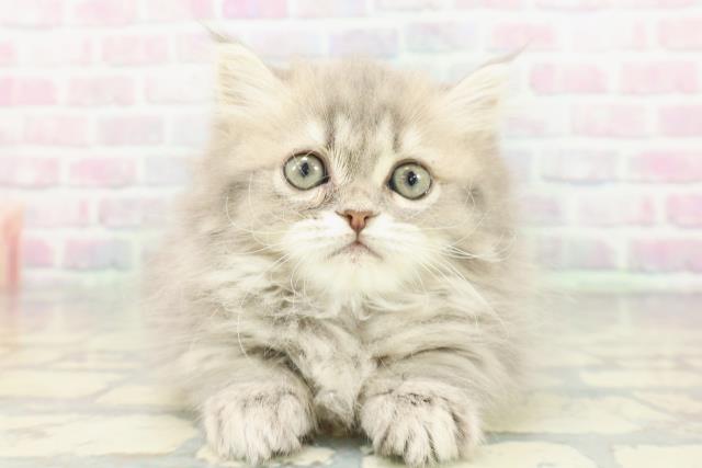 東京都のミヌエット (Coo&RIKU中野サンモール店/2026年1月19日生まれ/女の子/ブルータビーホワイト)の子猫