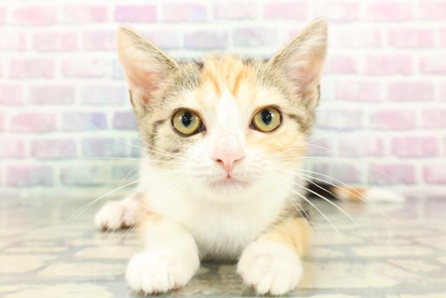 神奈川県のスコティッシュフォールド (Coo&RIKU江の島店/2025年12月18日生まれ/女の子/ブラウンパッチドタビーホワイト)の子猫