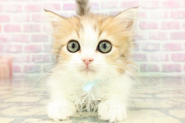 東京都のミヌエット (Coo&RIKU八王子西店/2026年1月10日生まれ/男の子/ブラウンタビーホワイト)の子猫