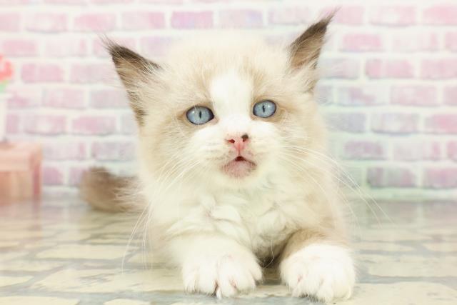 東京都のラグドール (Coo&RIKU新宿三丁目店/2026年1月25日生まれ/男の子/シールポイントバイカラー)の子猫