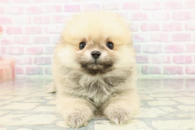 東京都のポメラニアン (Coo&RIKU池袋西口店/2026年1月28日生まれ/女の子/ウルフセーブル)の子犬