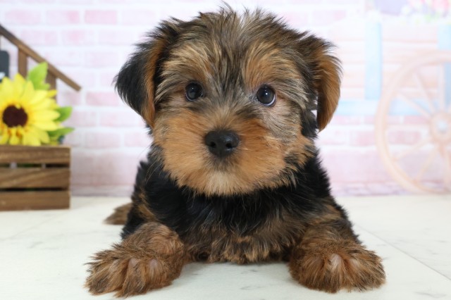 ヨークシャーテリア