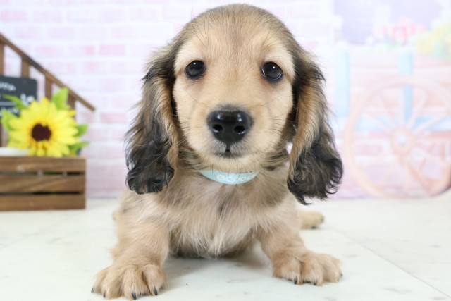 ミニチュア・ダックスフンド