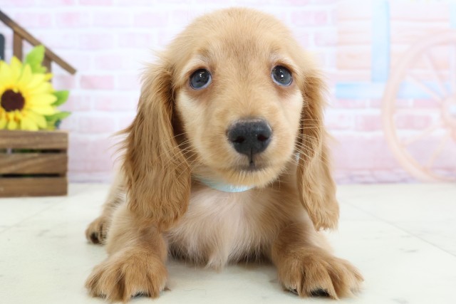 ミニチュア・ダックスフンド