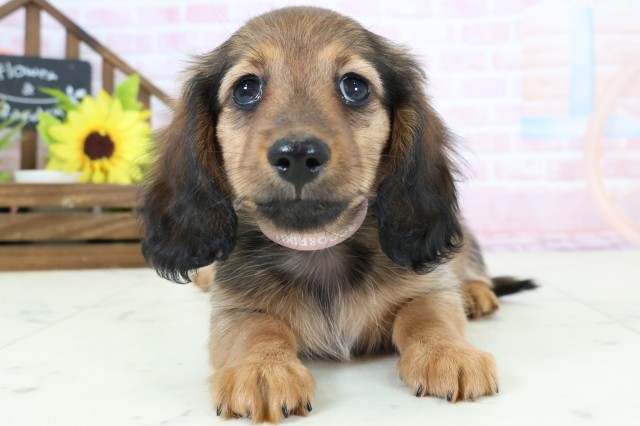 ミニチュア・ダックスフンド