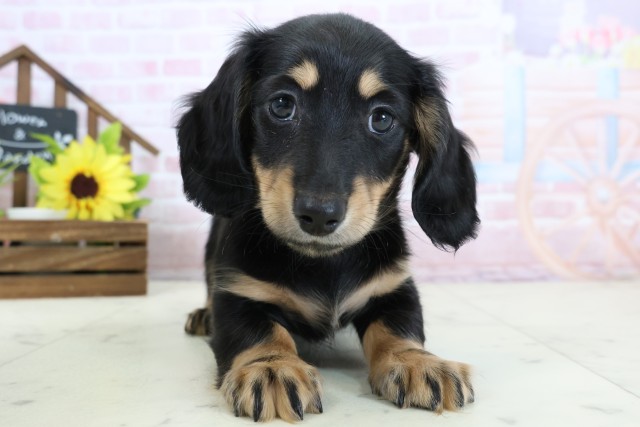 ミニチュア・ダックスフンド