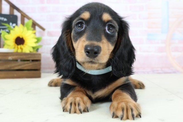 ミニチュア・ダックスフンド