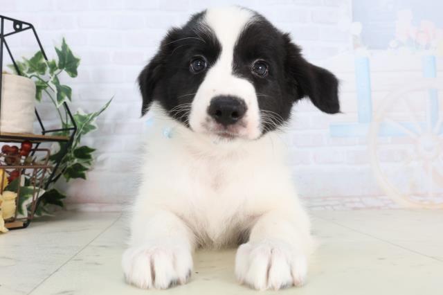 ボーダーコリー