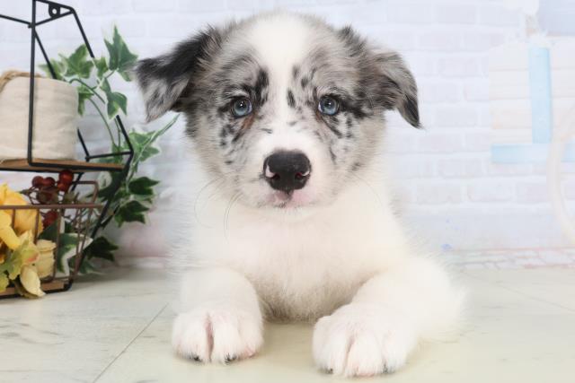 ボーダーコリー