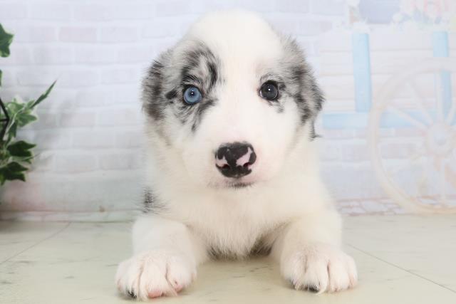 鹿児島県のボーダーコリー (Coo&RIKU鹿児島店/2026年1月28日生まれ/男の子/ブルーマール)の子犬