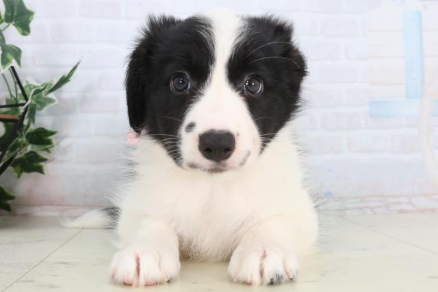 鹿児島県のボーダーコリー (Coo&RIKU鹿屋店/2026年1月28日生まれ/女の子/ブラックホワイト)の子犬