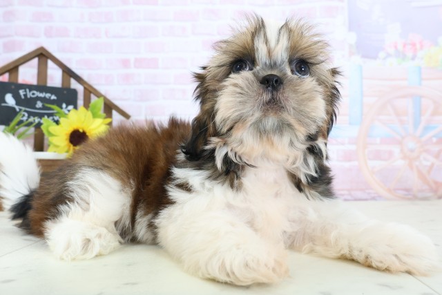 福岡県のシーズー (Coo&RIKU福岡西店/2026年1月15日生まれ/男の子/ゴールドホワイト)の子犬の2枚目の画像