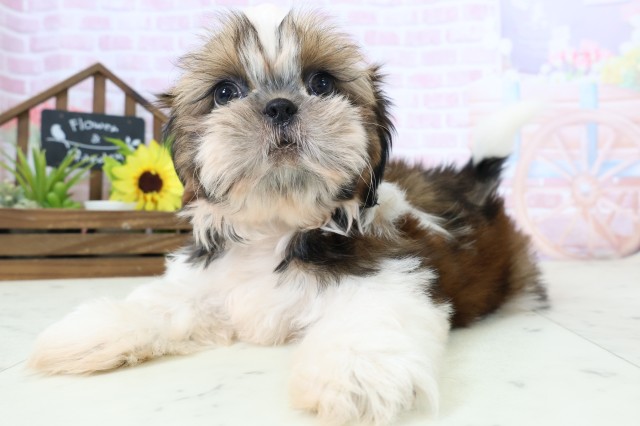 福岡県のシーズー (Coo&RIKU福岡西店/2026年1月15日生まれ/男の子/ゴールドホワイト)の子犬の3枚目の画像