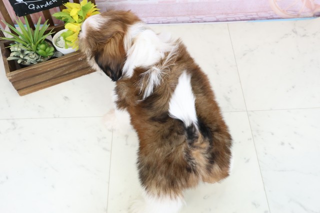 福岡県のシーズー (Coo&RIKU福岡西店/2026年1月15日生まれ/男の子/ゴールドホワイト)の子犬の4枚目の画像