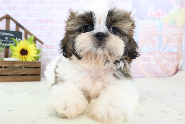 鹿児島県のシーズー (Coo&RIKU鹿児島店/2026年1月15日生まれ/男の子/ゴールドホワイト)の子犬