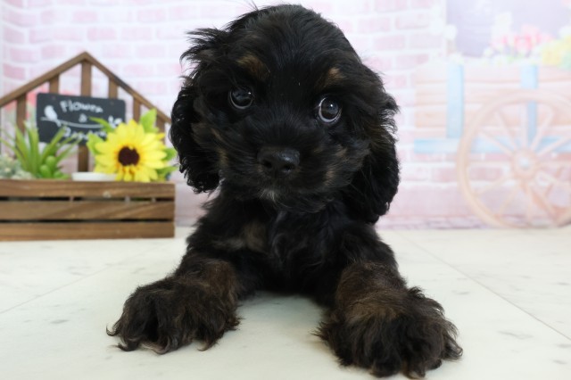 アメリカン・コッカースパニエル