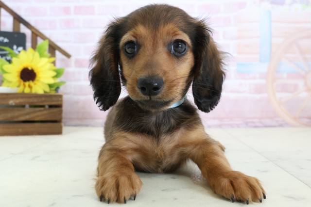 ミニチュア・ダックスフンド