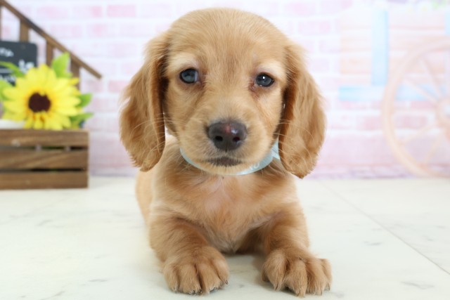 ミニチュア・ダックスフンド