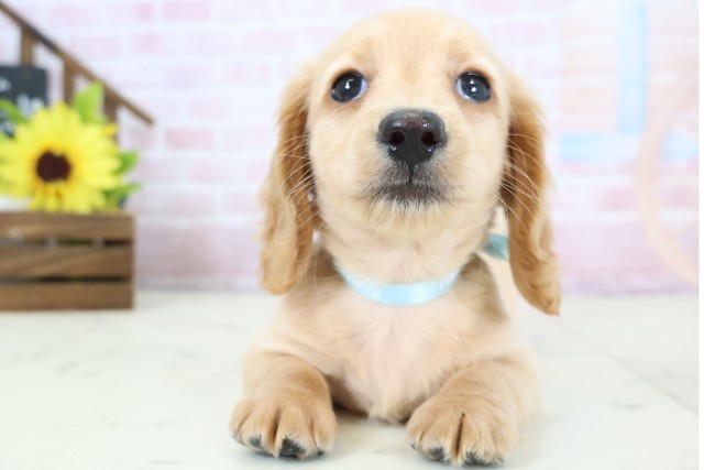 ミニチュア・ダックスフンド