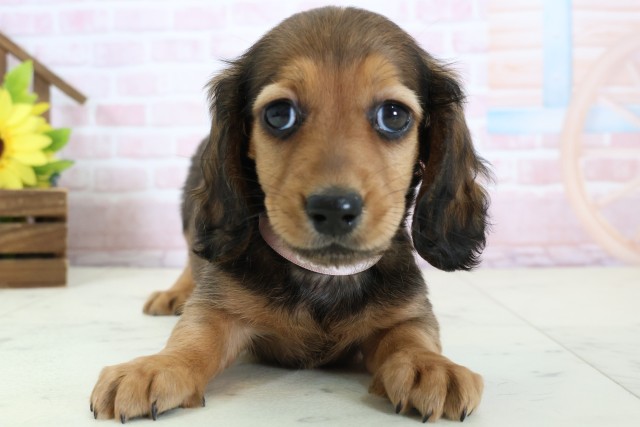 ミニチュア・ダックスフンド