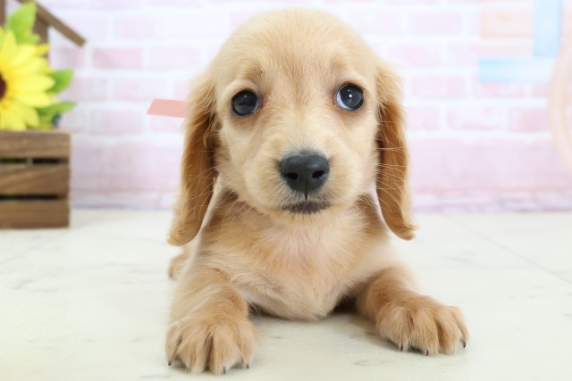 ミニチュア・ダックスフンド