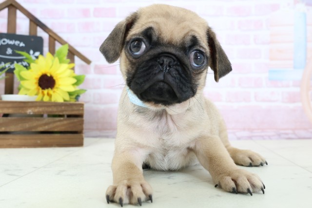 福岡県のパグ (Coo&RIKU大牟田店/2026年1月28日生まれ/男の子/フォーン)の子犬の1枚目の画像