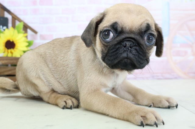 福岡県のパグ (Coo&RIKU大牟田店/2026年1月28日生まれ/男の子/フォーン)の子犬の2枚目の画像