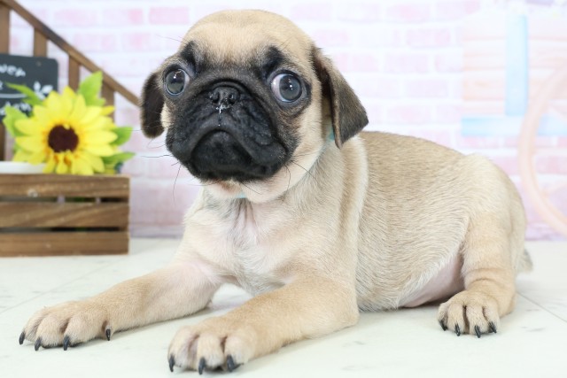 福岡県のパグ (Coo&RIKU大牟田店/2026年1月28日生まれ/男の子/フォーン)の子犬の3枚目の画像