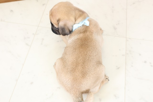 福岡県のパグ (Coo&RIKU大牟田店/2026年1月28日生まれ/男の子/フォーン)の子犬の4枚目の画像