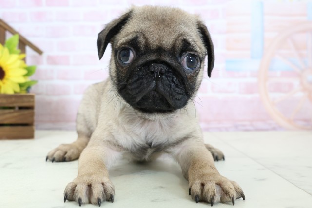 大分県のパグ (Coo&RIKU大分店/2026年1月28日生まれ/男の子/フォーン)の子犬の1枚目の画像