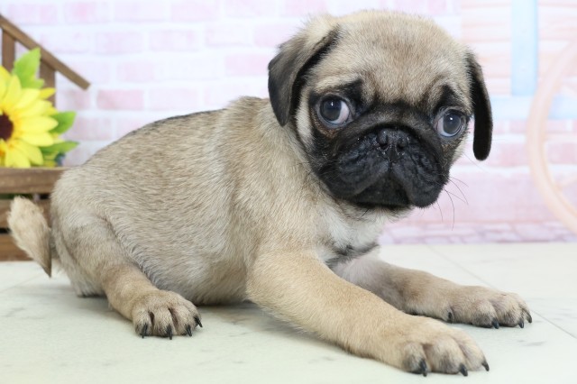 大分県のパグ (Coo&RIKU大分店/2026年1月28日生まれ/男の子/フォーン)の子犬の2枚目の画像