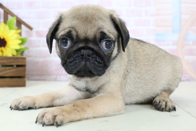 大分県のパグ (Coo&RIKU大分店/2026年1月28日生まれ/男の子/フォーン)の子犬の3枚目の画像