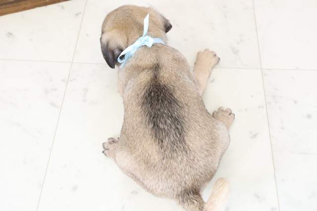 大分県のパグ (Coo&RIKU大分店/2026年1月28日生まれ/男の子/フォーン)の子犬の4枚目の画像