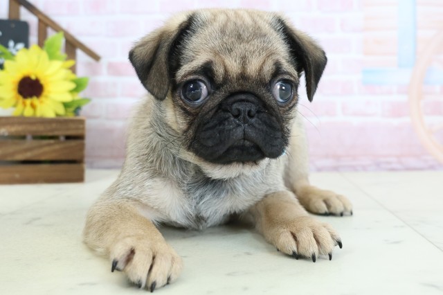 宮崎県のパグ (Coo&RIKU宮崎店/2026年1月28日生まれ/男の子/フォーン)の子犬の1枚目の画像