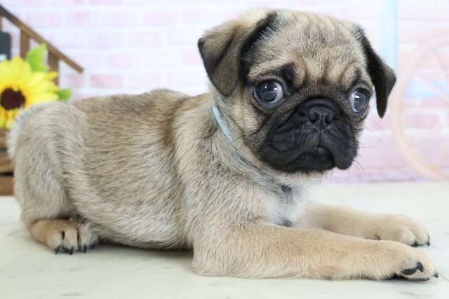 宮崎県のパグ (Coo&RIKU宮崎店/2026年1月28日生まれ/男の子/フォーン)の子犬の2枚目の画像