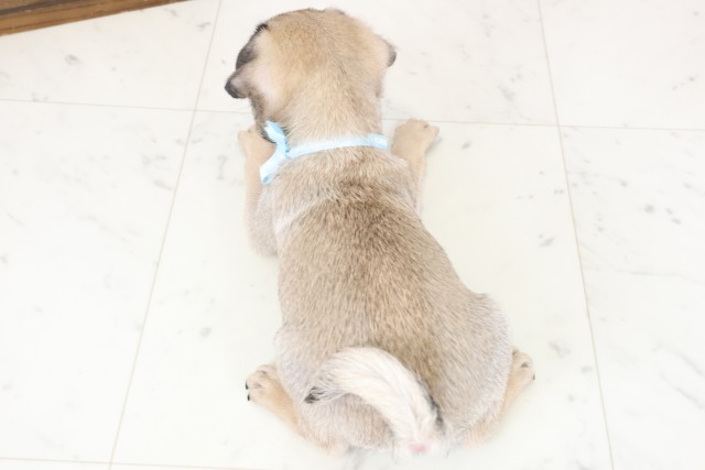 宮崎県のパグ (Coo&RIKU宮崎店/2026年1月28日生まれ/男の子/フォーン)の子犬の4枚目の画像