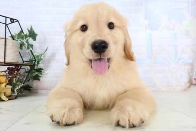 ゴールデン・レトリバー