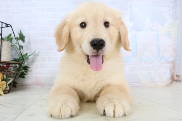 ゴールデン・レトリバー