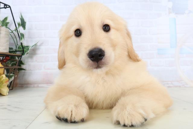 ゴールデン・レトリバー