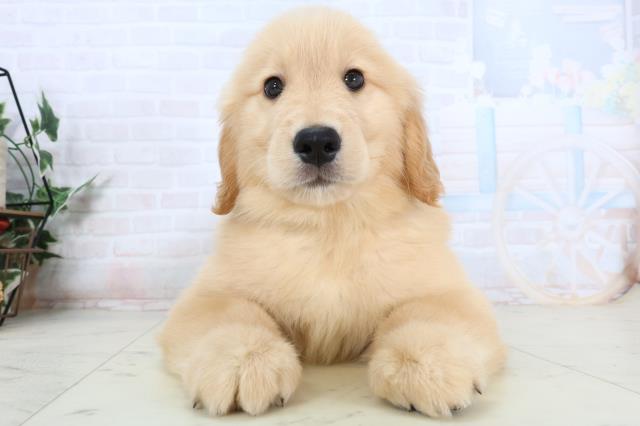 ゴールデン・レトリバー