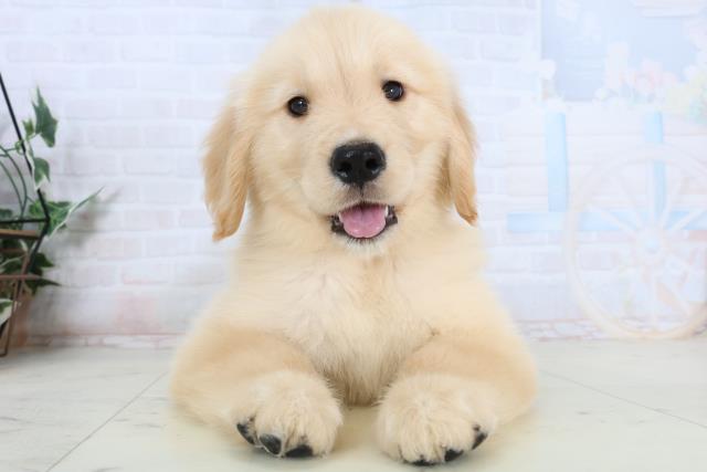 ゴールデン・レトリバー