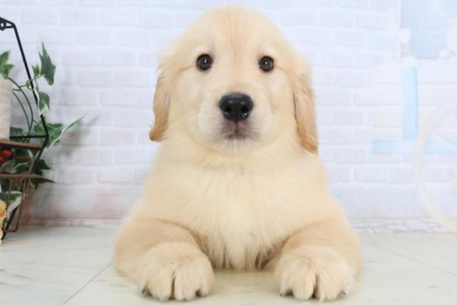 ゴールデン・レトリバー