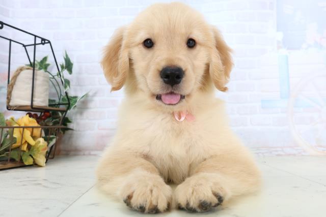 ゴールデン・レトリバー