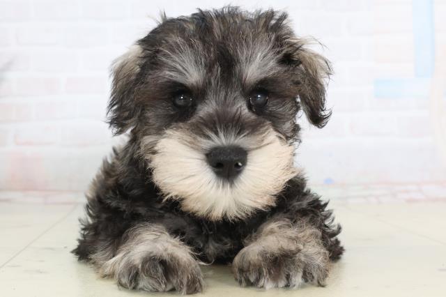 ミニチュア・シュナウザー