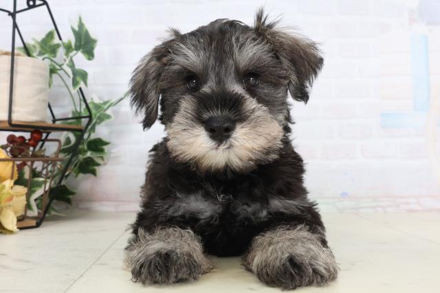 ミニチュア・シュナウザー