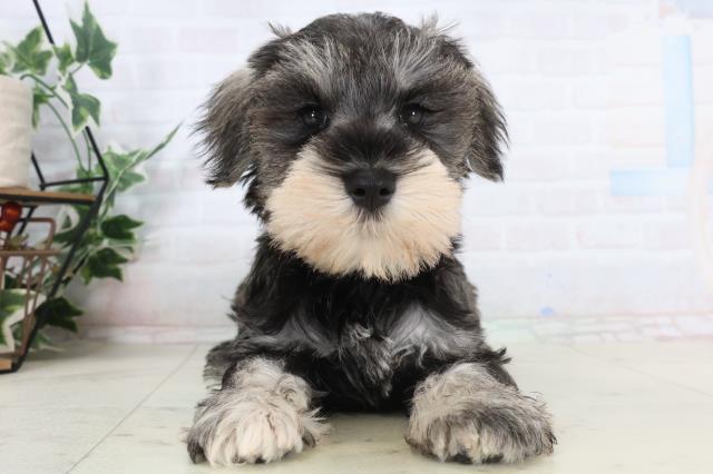 ミニチュア・シュナウザー