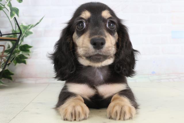 長崎県のカニンヘンダックスフンド(ロング) (Coo&RIKU長崎佐世保店/2026年1月26日生まれ/男の子/ブラックタン)の子犬の1枚目の画像